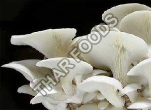 fresh-oyster-mushrooms-1515065403-3541861_looking for distributors